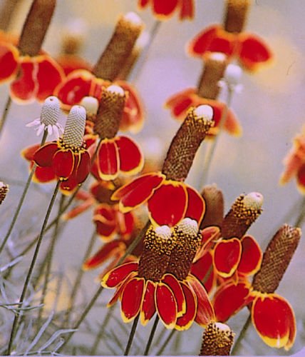 USA SELLER Mexican Hat 100 seeds