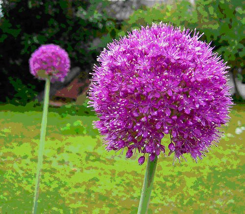 USA SELLER Huge Giant Purple Allium 10 seeds