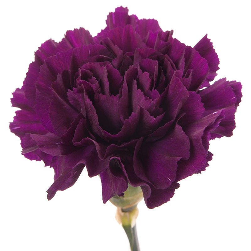 USA SELLER Extreme Purple Carnation 10 seeds