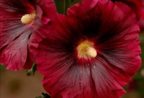 USA SELLER Giant Red Danish Hollyhock (11 ft) 10 seeds