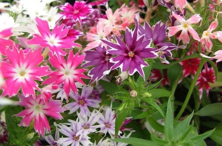 USA SELLER Twinkle Star Phlox Mix 25 seeds