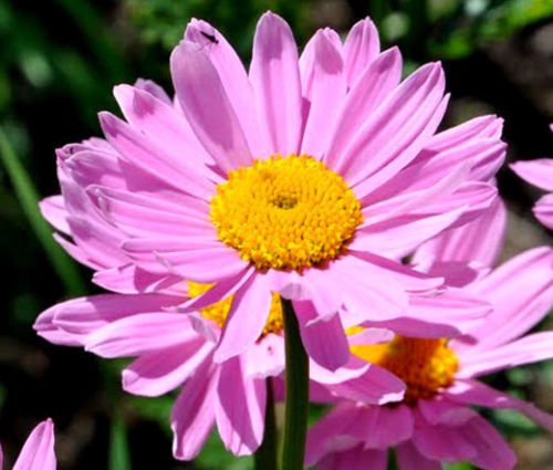 USA SELLER Pyrithium Rose Chrysanthemum 25 seeds