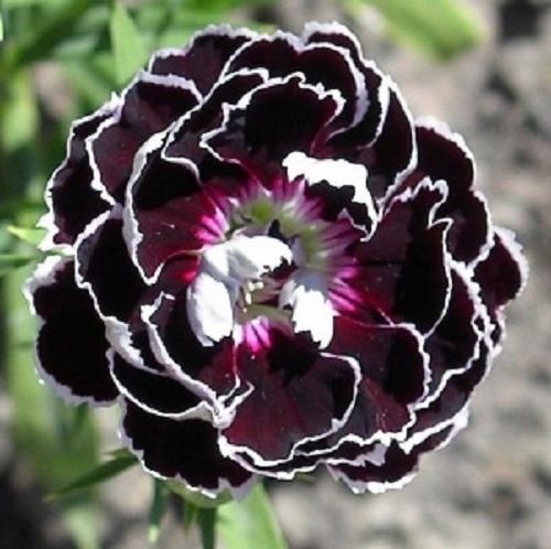 USA SELLER Velvet and Lace Carnation 25 seeds