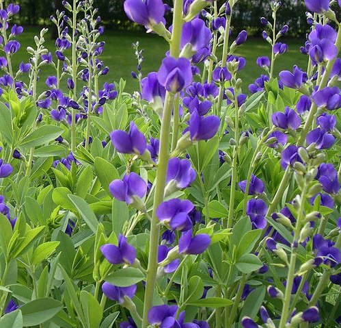 USA SELLER Wild Blue Indigo 10 seeds