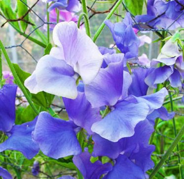 USA SELLER Blue Royal Sweet Pea 15 seeds