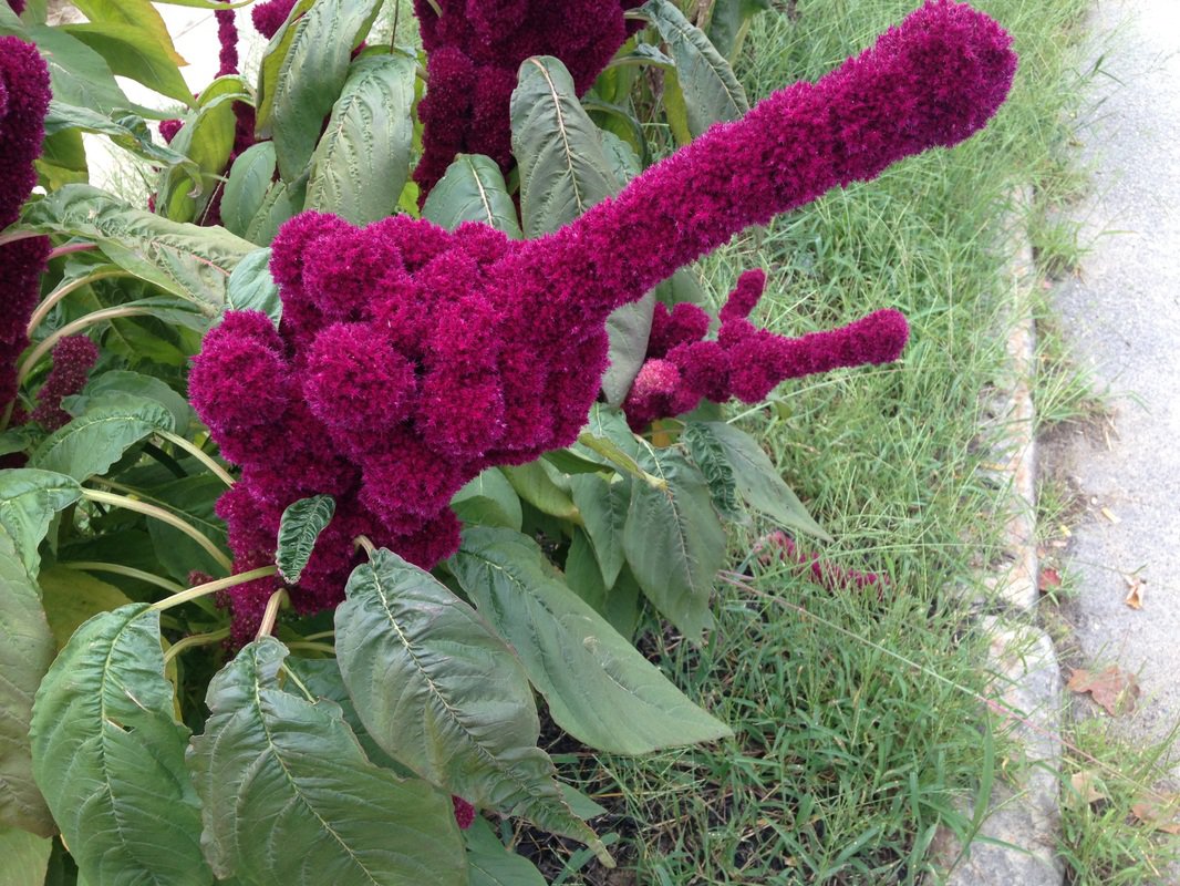 USA SELLER Elephant Head Amaranth (Penis shaped) 25 seeds