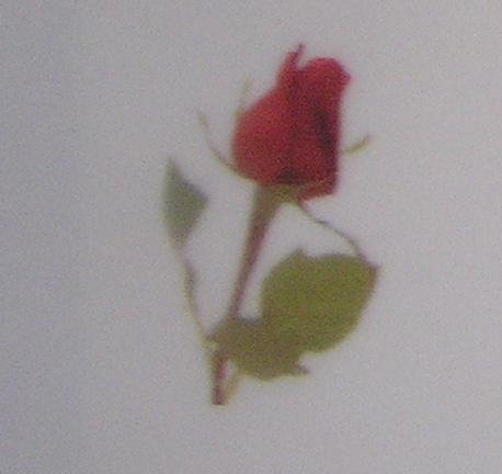 Red rose