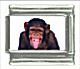 Chimpanzee