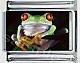 Tree Frog
