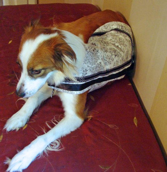 Pampered Pooch Dog Coat Black and White Toile