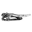 020801302 - Lizard 2