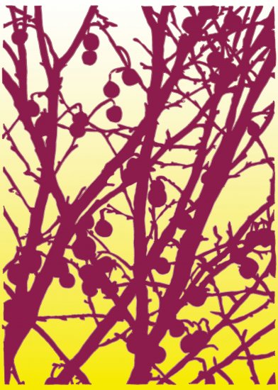 SYCAMORE
