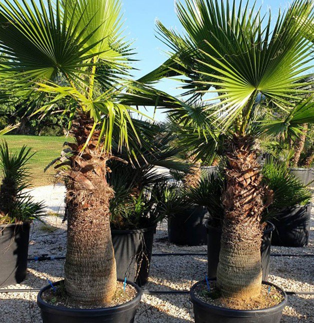 Super Seeds Washingtonia Robusta Hardy Tropical Mexican Fan Palm Uk