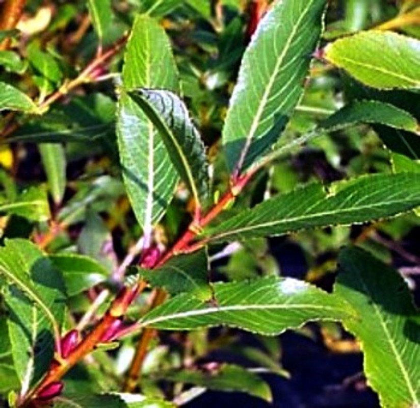 Salix Gracilistyla Melanostachy Rare Black Cat Pussy Willow