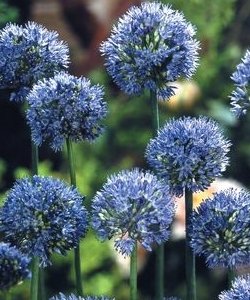 Allium azureum