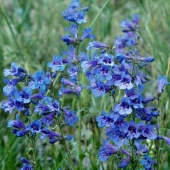 Penstemon virens Blue Mist Beardtongue Seeds Perennial