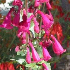 Penstemon pseudospectabilis Pink Showy Desert Beardtongue Seeds