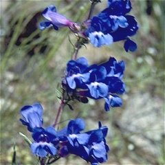 Penstemon angustifolius Pagoda Narrow Leaved Beardtongue Seeds Perennial