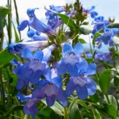 Penstemon cyananthus Wasatch Beardtongue Seeds Perennial