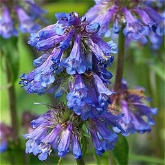 Penstemon procerus Blue Pincushion Beardtongue Seeds Perennial