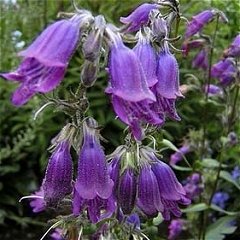 Penstemon whippleanus Whipples Beardtongue Seeds Perennial