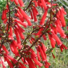 Penstemon eatonii Scarlet Firecracker Beardtongue Seeds Perennial