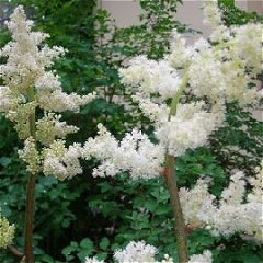 Astilboides tabularis Shield Leaf Roger's Flower Seeds