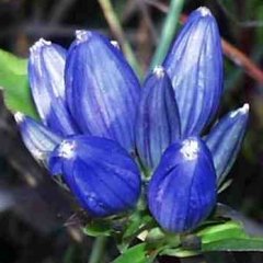 Gentiana andrewsii Blue Closed Bottle Genitan Seeds Perennial