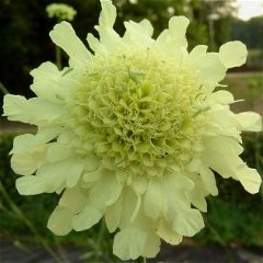 Cephalaria gigantea Tatarian Giant Yellow Scabiosa Seed Perennial