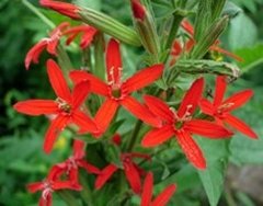 Silene regia Royal Red Catchfly Seeds Perennial Native Wildflower