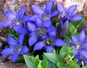 Gentiana septemfida Blue Crested Gentian Seeds Perennial