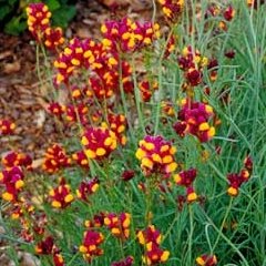Linaria reticulata Flamenco Red and Yellow Flower Seeds Annual
