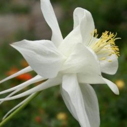 Aquilegia caerulea White Krystal Columbine Seeds