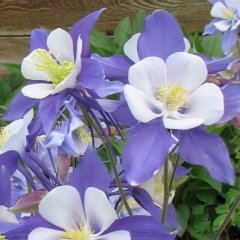Aquilegia caerulea Blue Rocky Mountain Columbine Seeds