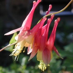 Aquilegia canadensis Native Wild Red Columbine Seeds