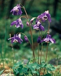Aquilegia sibirica Siberian Purple Blue Columbine Seeds