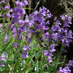 Penstemon venustus Lovely Venus Beardtongue Seeds