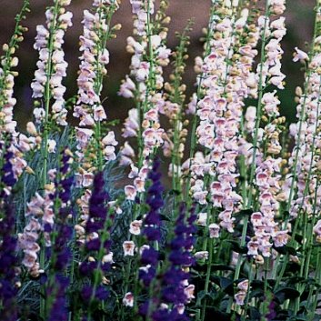 Penstemon palmeri Palmer Beardtongue Seeds