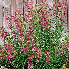 Penstemon mexicali Red Rocks Beardtongue Seeds
