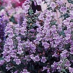 Penstemon smallii Violet Dusk Beardtongue Seeds