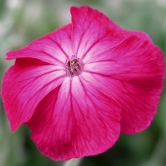 Lychnis coronaria Magenta Rose Campion Silver Leaves Seeds