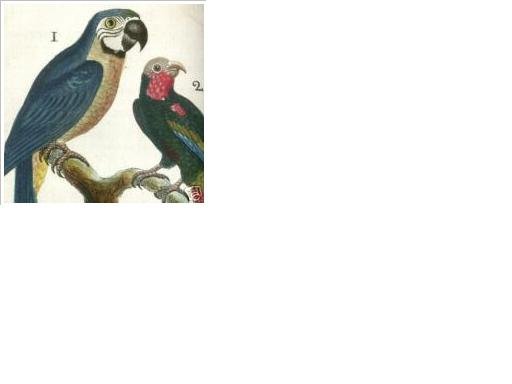 1787~BUFFON~FIRST COLOURED EDITION