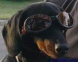 Dog Sunglasses DOGGLES ILS with Flames Size Small