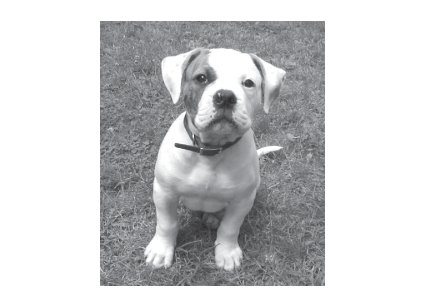 Greeting Cards Dog Cards Blank Notecards 221