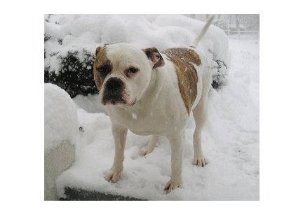 Greeting Cards Dog Cards Blank Notecards 222