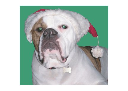 Greeting Cards Dog Cards Blank Notecards 223