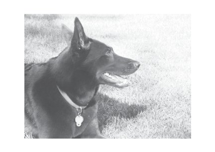 Greeting Cards Dog Cards Blank Notecards 225