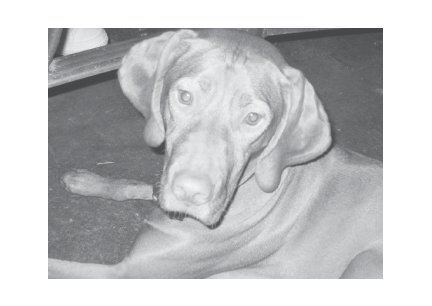 Greeting Cards Dog Cards Blank Notecards 226