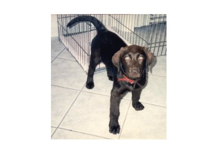 Greeting Cards Dog Cards Blank Notecards 227