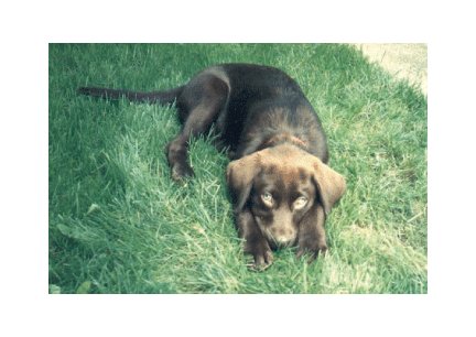 Greeting Cards Dog Cards Blank Notecards 228